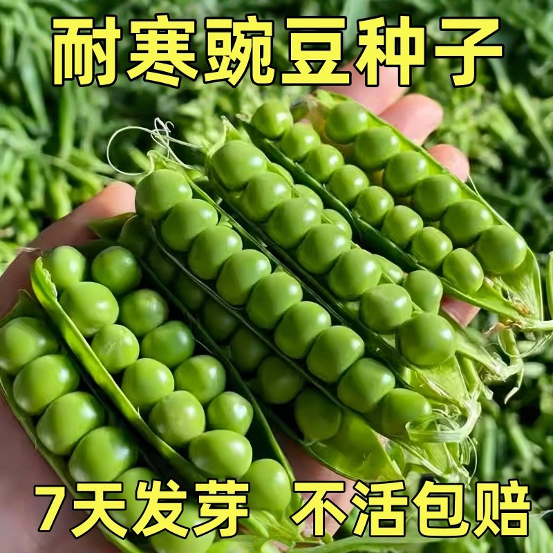 甜脆青豌豆种子豌豆种籽台湾长寿豆仁碗豆孑老品种碗豆种籽蔬菜籽,鲜花速递/花卉仿真/绿植园艺,种苗/半成品盆栽,淘宝优惠券,粉丝福利购,淘宝优惠卷