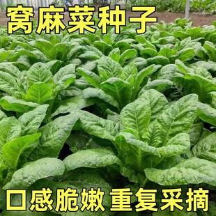 窝麻菜种子四川田园阳台蔬菜种孑四季播基菜窝鸡菜籽叶用莴苣种籽