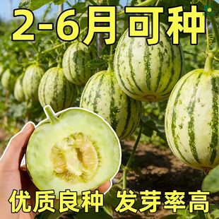 八里香飘香甜瓜种子种籽孑大全南方北方特甜香瓜早熟高产四季香甜