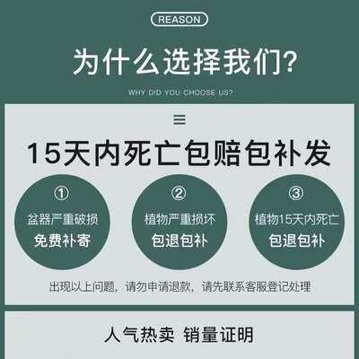 金边虎皮兰盆栽多肉易活水培植物绿植办公室内花卉大全客厅虎尾兰