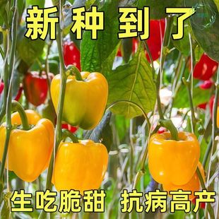 五彩甜椒种子大果易活不辣水果辣椒春秋四季阳台庭院盆栽蔬菜种籽