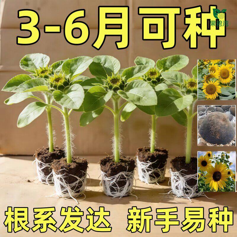 矮生向日葵苗秧苗带土观赏可食用种子阳台庭院四季种植盆栽葵花苗