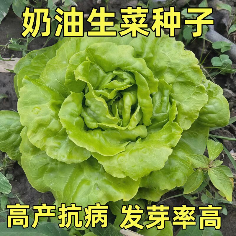 四季奶油生菜种子可生吃阳台盆栽冬季耐寒蔬菜种籽农家玻璃生菜种
