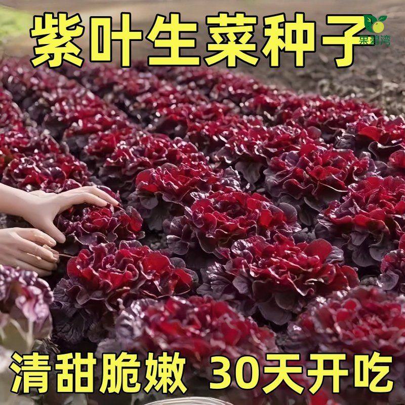 紫叶生菜种子有机沙拉菜种子种植耐寒耐高温热庭院四季种蔬菜子,鲜花速递/花卉仿真/绿植园艺,家庭园艺种子,淘宝优惠券,粉丝福利购,淘宝优惠卷