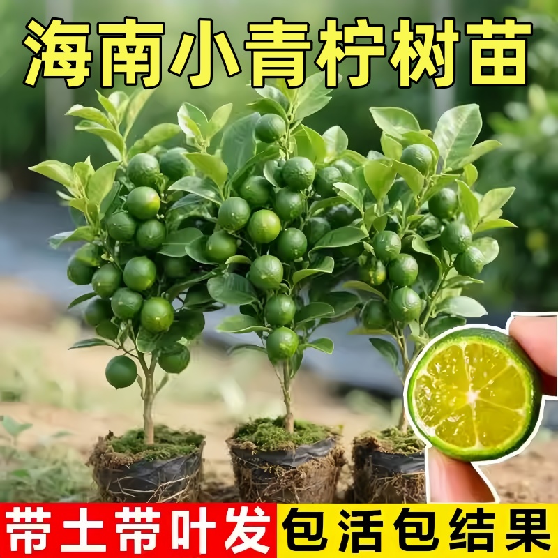 海南小青柠树苗可食用带果盆栽香水柠檬果苗庭院阳台金桔四季好种