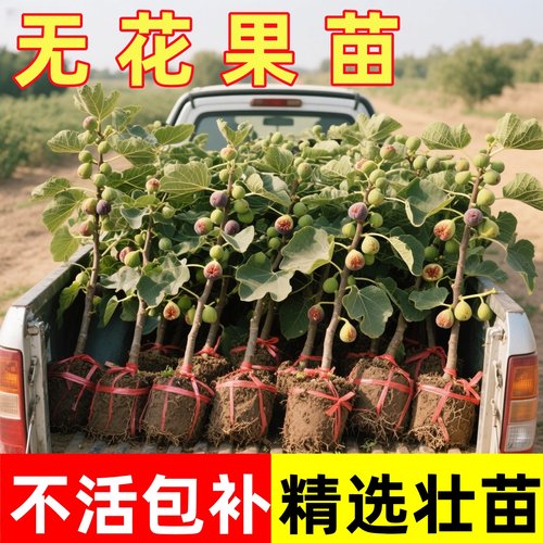 特大无花果花卉绿植盆栽苗懒人阳台花卉庭院可以食用好养绿植盆栽