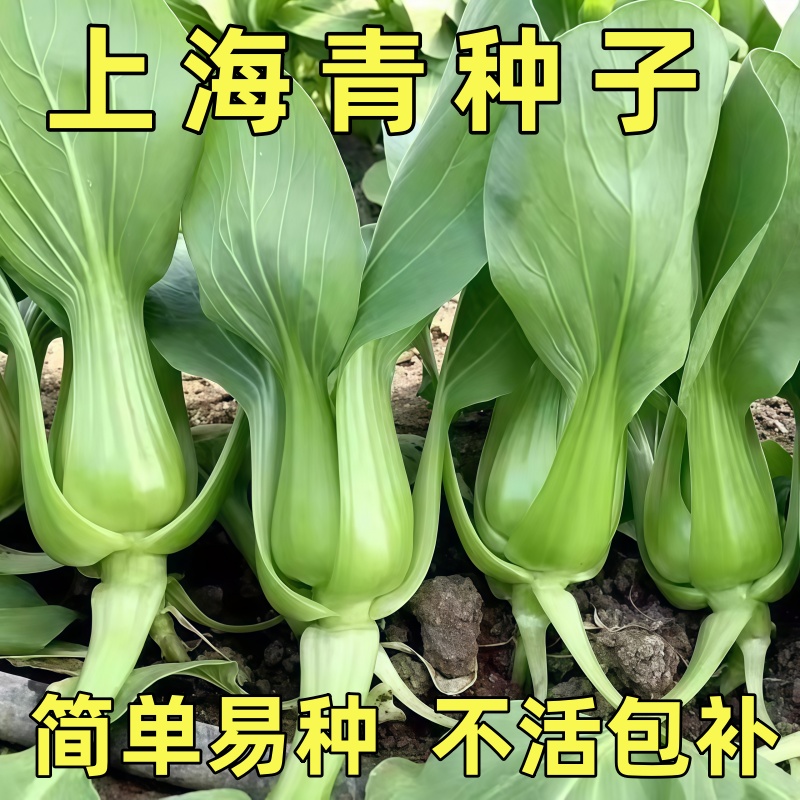 四季上海青菜种籽小油菜小青菜种孑白菜快菜阳台盆栽蔬菜种子大全