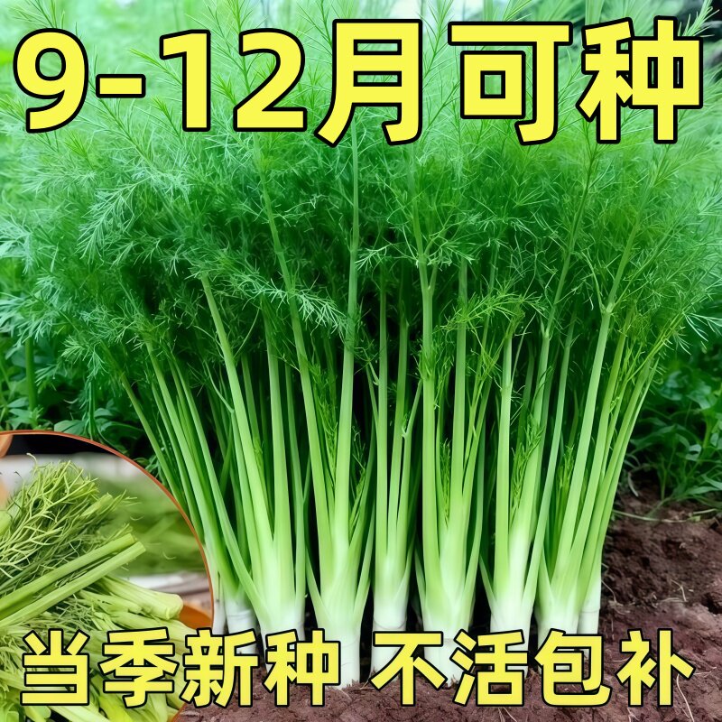 割茬茴香种子茴香种籽四季菜种子大全春夏秋季蔬菜菜种籽农家孑