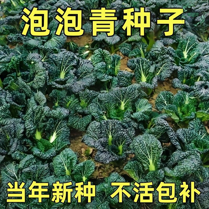 正宗泡泡青黑油冬种子随州皱叶黑乌油冬菜越冬耐寒种籽菜籽青菜种