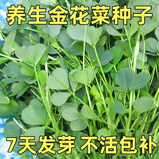 金花菜草头种子三叶秧草大叶黄花菜苜蓿上海特产母齐头春秋季蔬菜