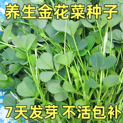 金花菜草头种子三叶秧草大叶黄花菜苜蓿上海特产母齐头春秋季蔬菜