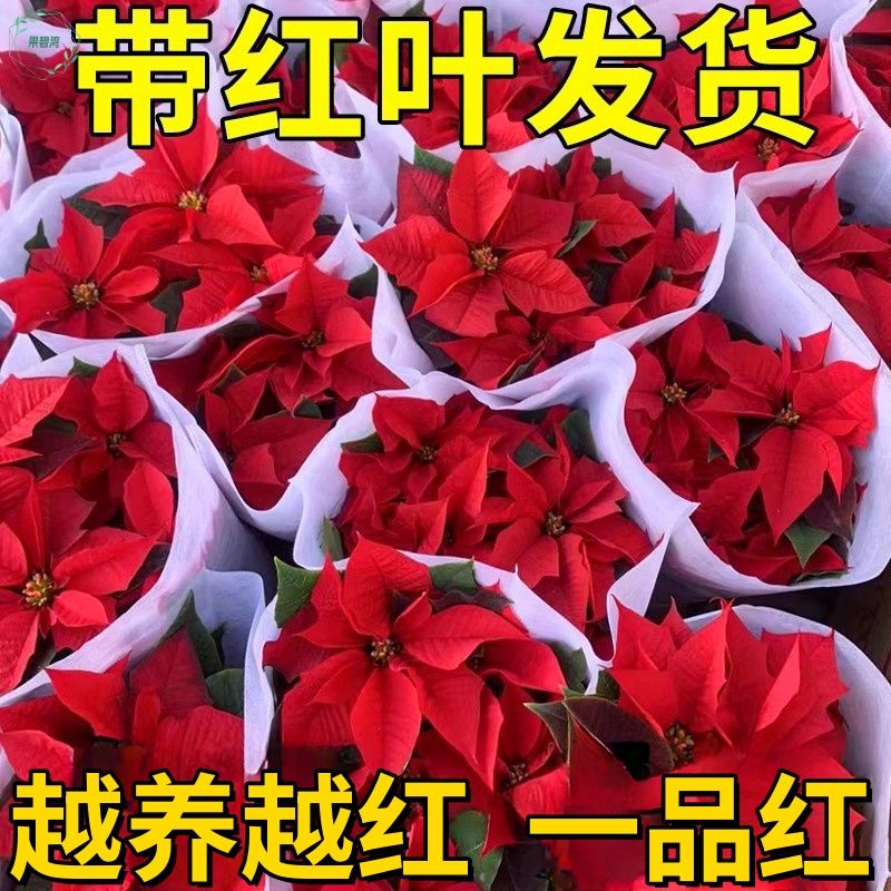 一品红盆栽四季开客厅好养净化空气阳台观赏鲜花圣诞花年宵中国红