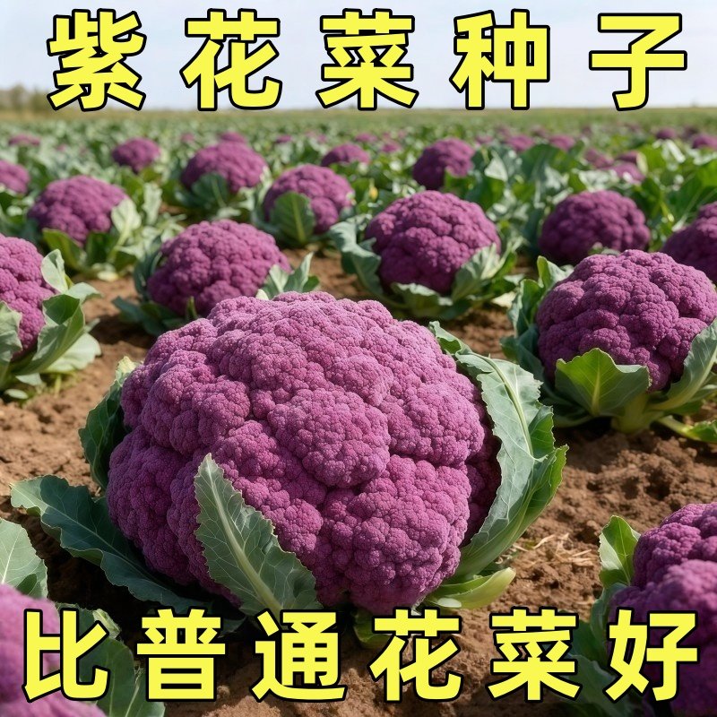 紫花椰菜种子菜花籽紫花菜早熟耐寒盆栽四季菜园高产营养花菜,鲜花速递/花卉仿真/绿植园艺,种苗/半成品盆栽,淘宝优惠券,粉丝福利购,淘宝优惠卷