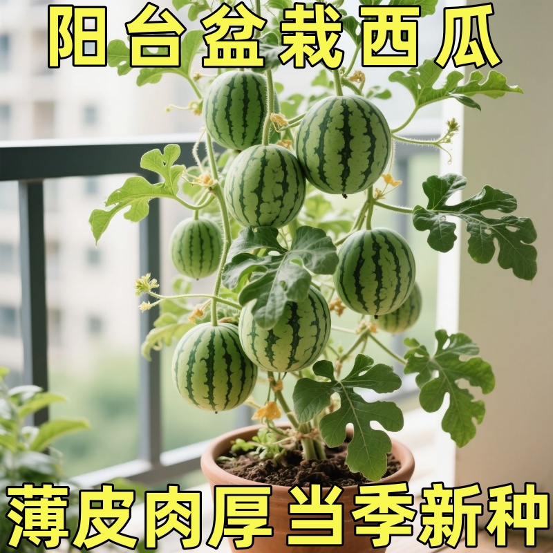 盆栽小西瓜种子四季播种庭院阳台高产甜王玲珑小西瓜蔬菜水果种籽