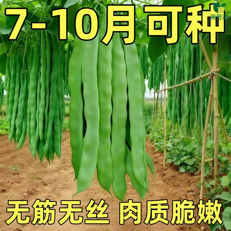 三扁豆种子扁豆四季豆刀豆芸豆无筋豆农家春季播种蔬菜豆角种籽