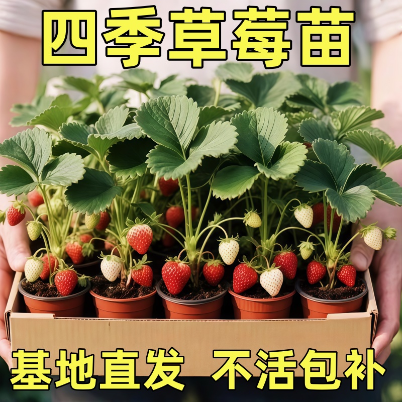 奶油草莓苗盆栽冬季黑色草莓籽子红颜四季结果阳台种植新秧果苗