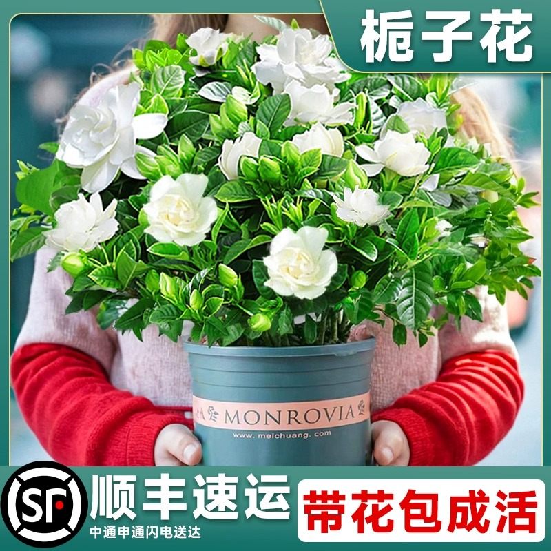 栀子花盆栽带花苞桅子花卉植物阳台室内四季开茉莉花老桩树苗绿植 鲜花速递/花卉仿真/绿植园艺 红掌/凤梨/温室花卉 原图主图