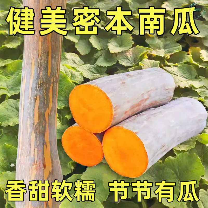 健美密本南瓜种子超甜粉面密本南瓜种子甜面南瓜种籽早熟高产蔬菜,鲜花速递/花卉仿真/绿植园艺,家庭园艺种子,淘宝优惠券,粉丝福利购,淘宝优惠卷