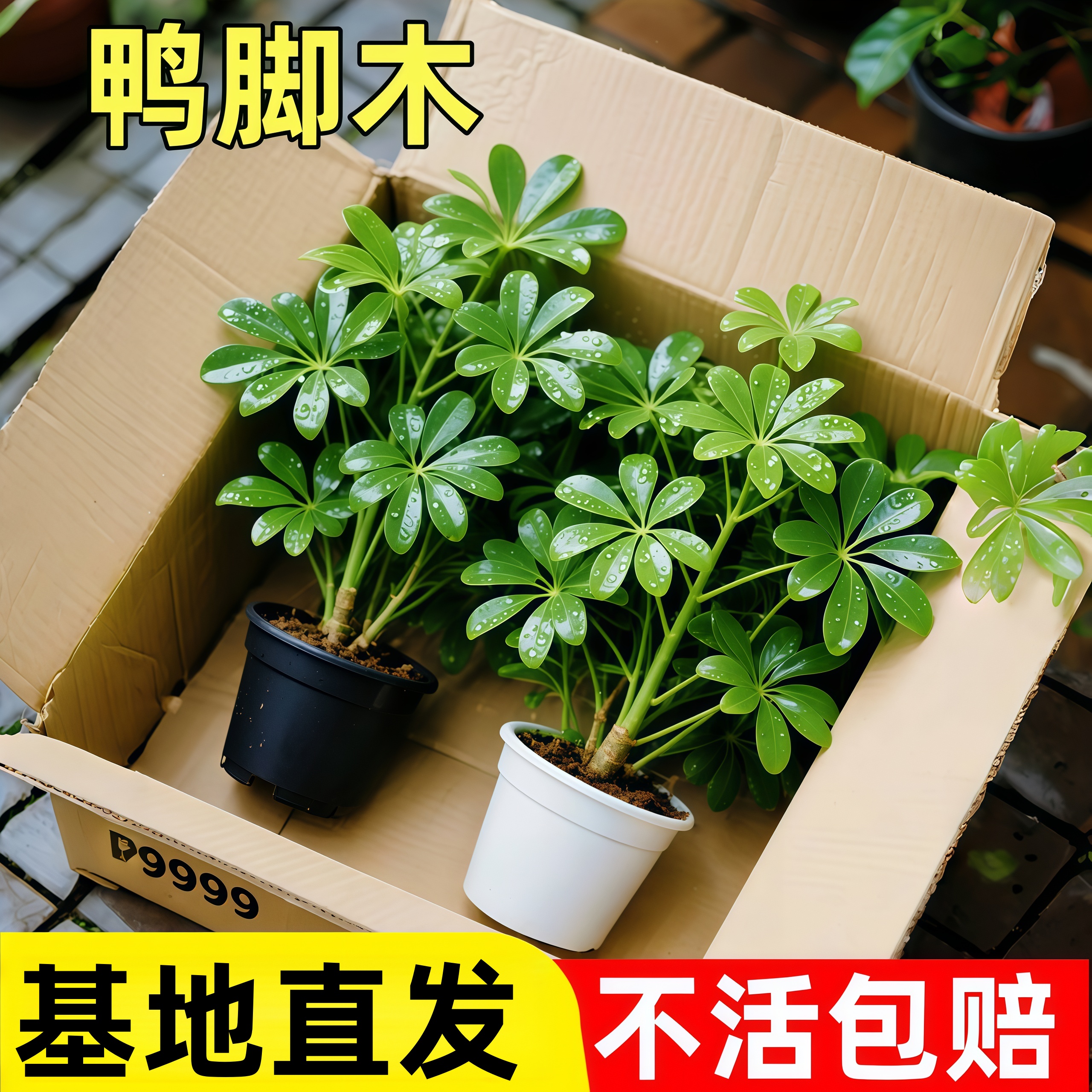 鸭脚木八方来财七叶莲盆栽植物室内花卉常青发财树绿植盆景苗包活