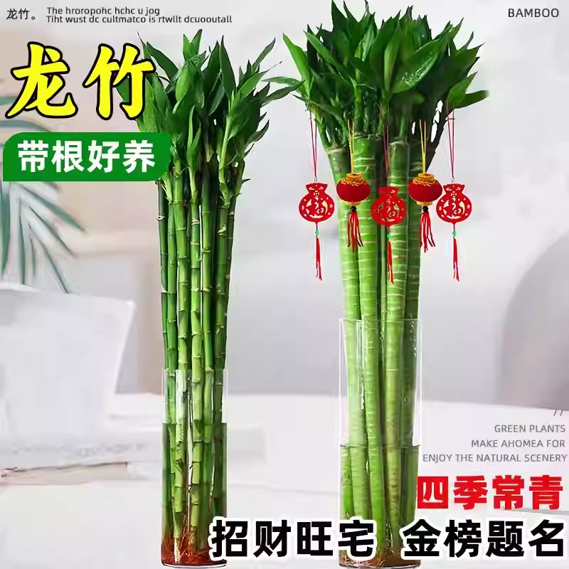 带根文昌竹龙竹富贵竹转运竹水养植物客厅室好养内盆栽水培绿植