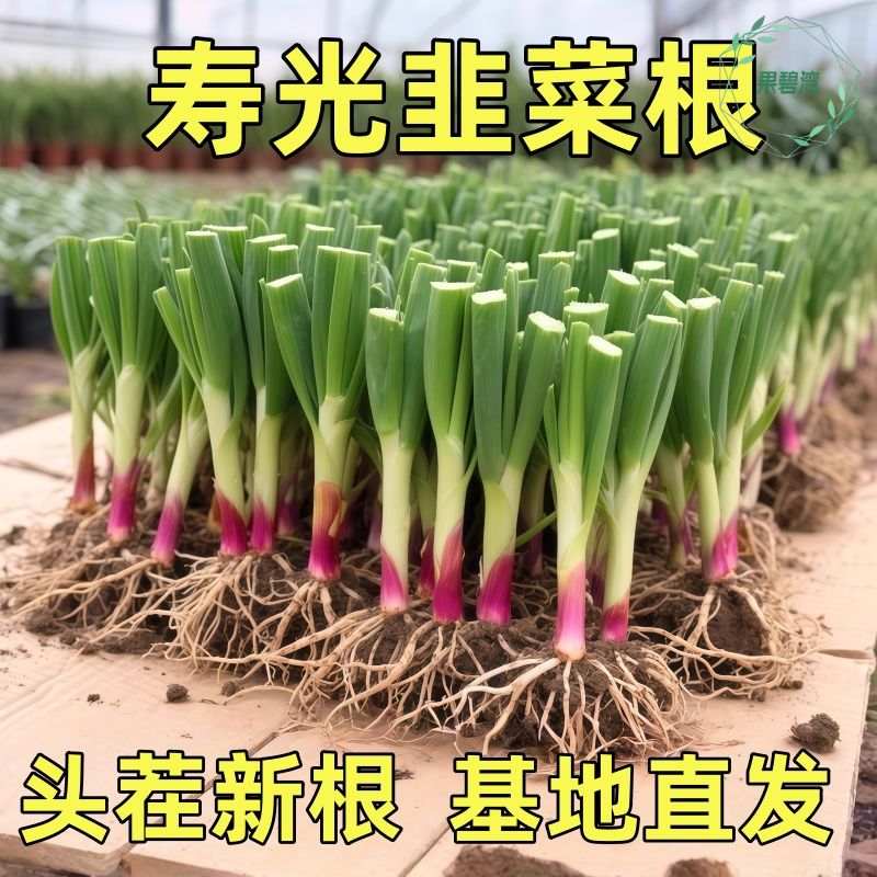 现挖四季韭菜根苗紫根红根大叶宽叶农家韭菜根老品种种子韭菜种籽