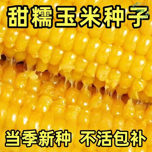 正宗东北黄糯玉米种子黄金甜粘糯高产粘掉牙非转基因玉米蔬菜种籽