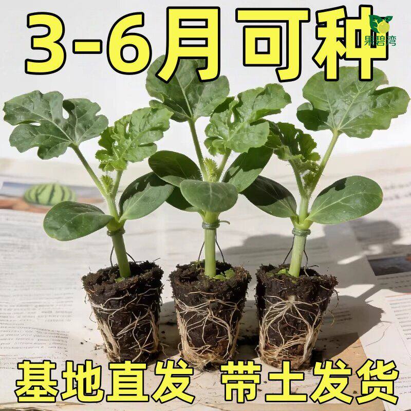 冰糖麒麟西瓜苗秧嫁接8424西瓜种籽南方盆栽无籽懒汉水果西瓜秧苗