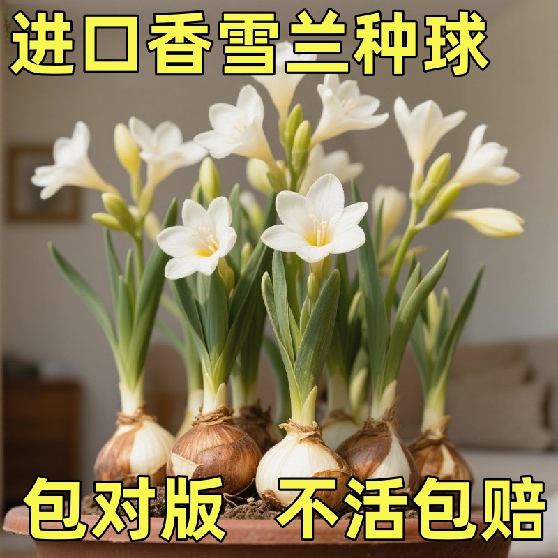 香雪兰重瓣小苍兰好养活耐寒春节香种子香水兰开花花苞浓香四季种
