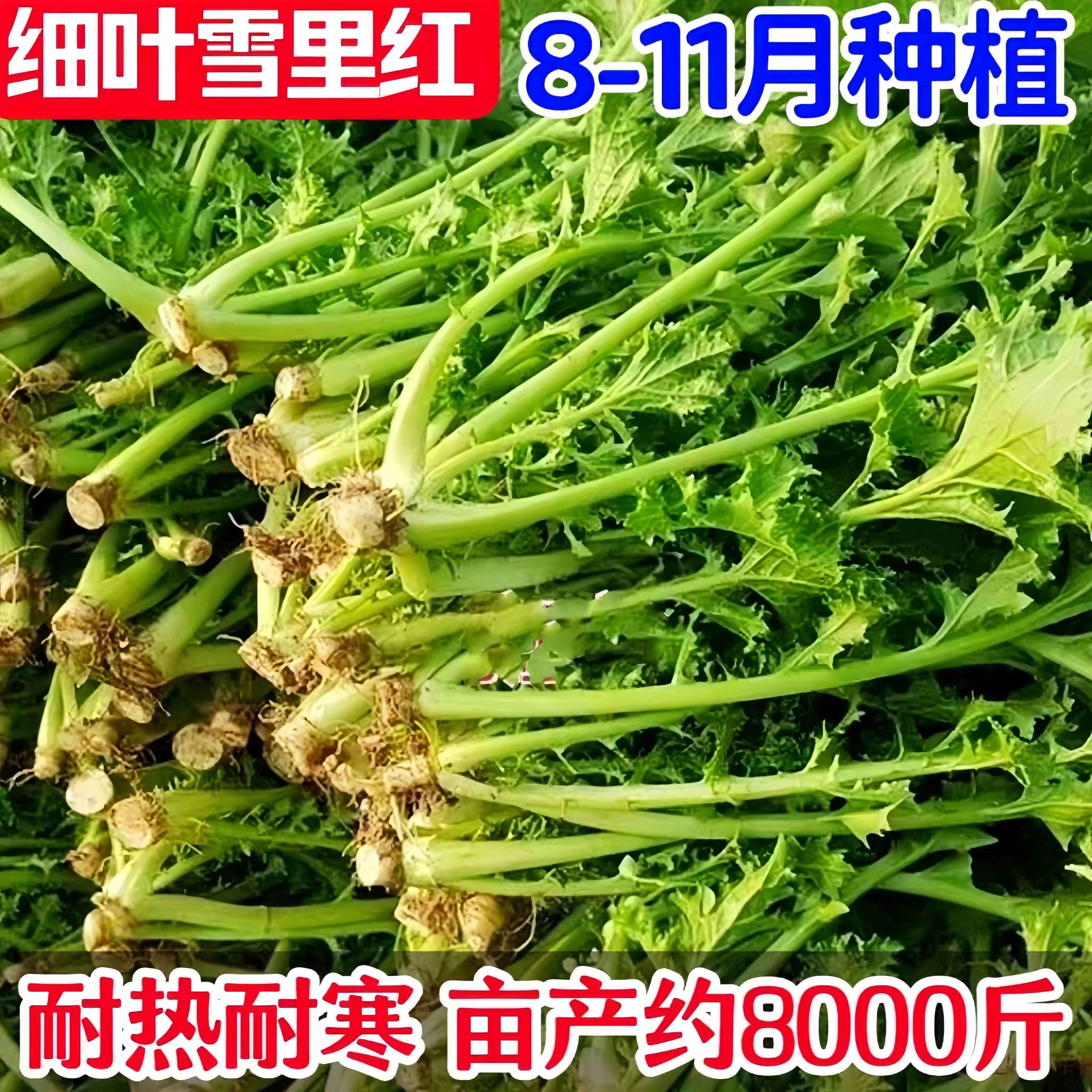 细叶雪里红种子雪里蕻九头鸟早熟80天可越冬小叶雪里蕻耐寒雪菜籽
