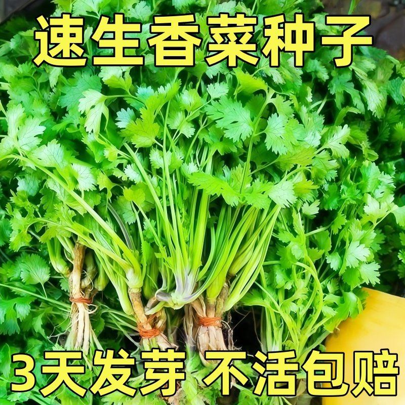 新种香菜种子农家大小叶高产香菜秋冬阳台盆栽老品种蔬菜种子大全,鲜花速递/花卉仿真/绿植园艺,种苗/半成品盆栽,淘宝优惠券,粉丝福利购,淘宝优惠卷