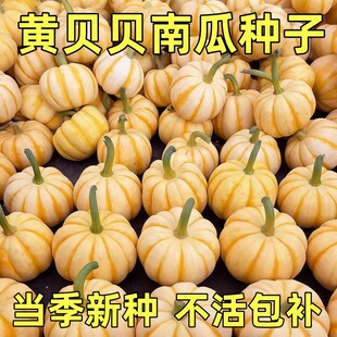 板栗黄贝贝南瓜种子香甜粉糯迷你小南瓜种籽宝宝辅食贝贝南瓜籽种