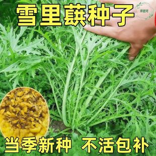 细叶雪里蕻种子雪里红种籽雪菜介菜秋冬季家庭阳台盆栽青菜籽种