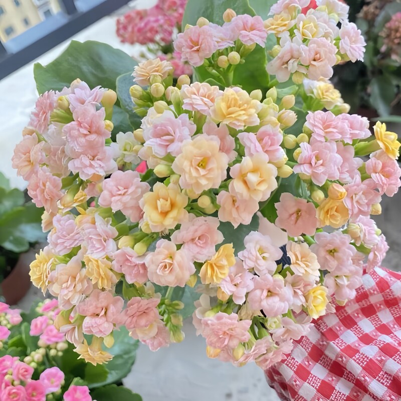 长寿花盆栽四季开花重瓣变色龙大花带花苞花苗室内易活花卉绿植物