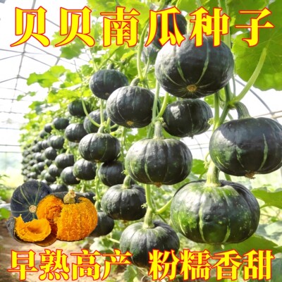 绿贝贝南瓜种子高产日本板栗小南瓜种子粉糯香甜春秋季播蔬菜种籽
