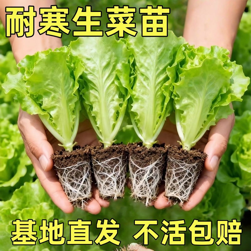 生菜秧苗带土菜苗意大利耐寒奶油大速四季青菜苗各种秋冬蔬菜苗
