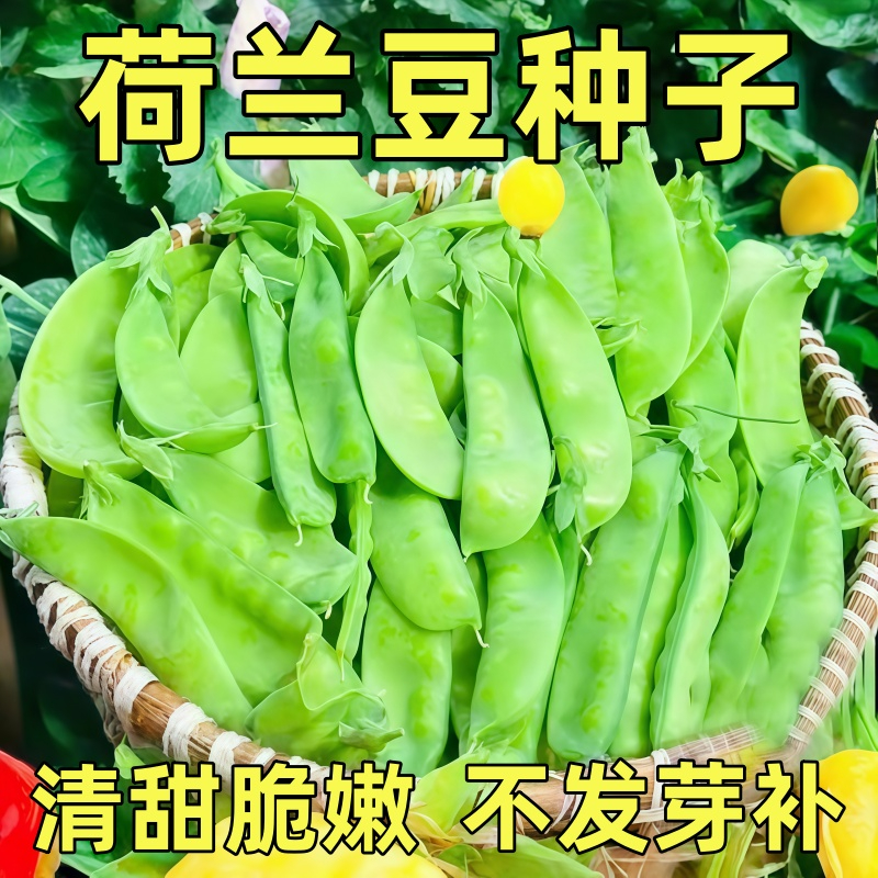 荷兰豆种子四季早熟抗病高产何兰逗种籽农家老品种豌豆种蔬菜苗秧