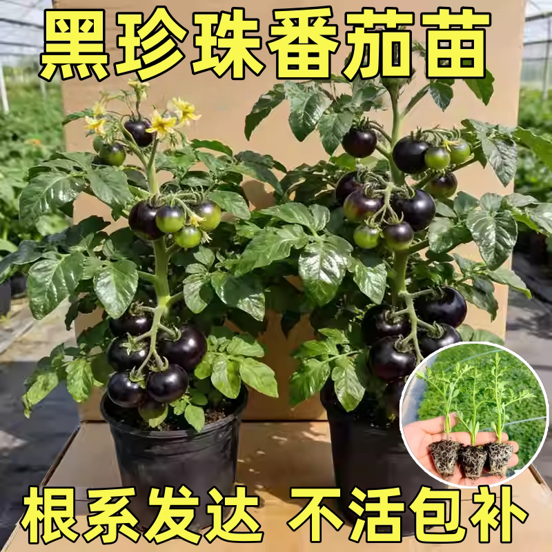 黑珍珠番茄苗樱桃小番茄秧苗圣女果幼苗四季阳台盆栽水果西红柿苗