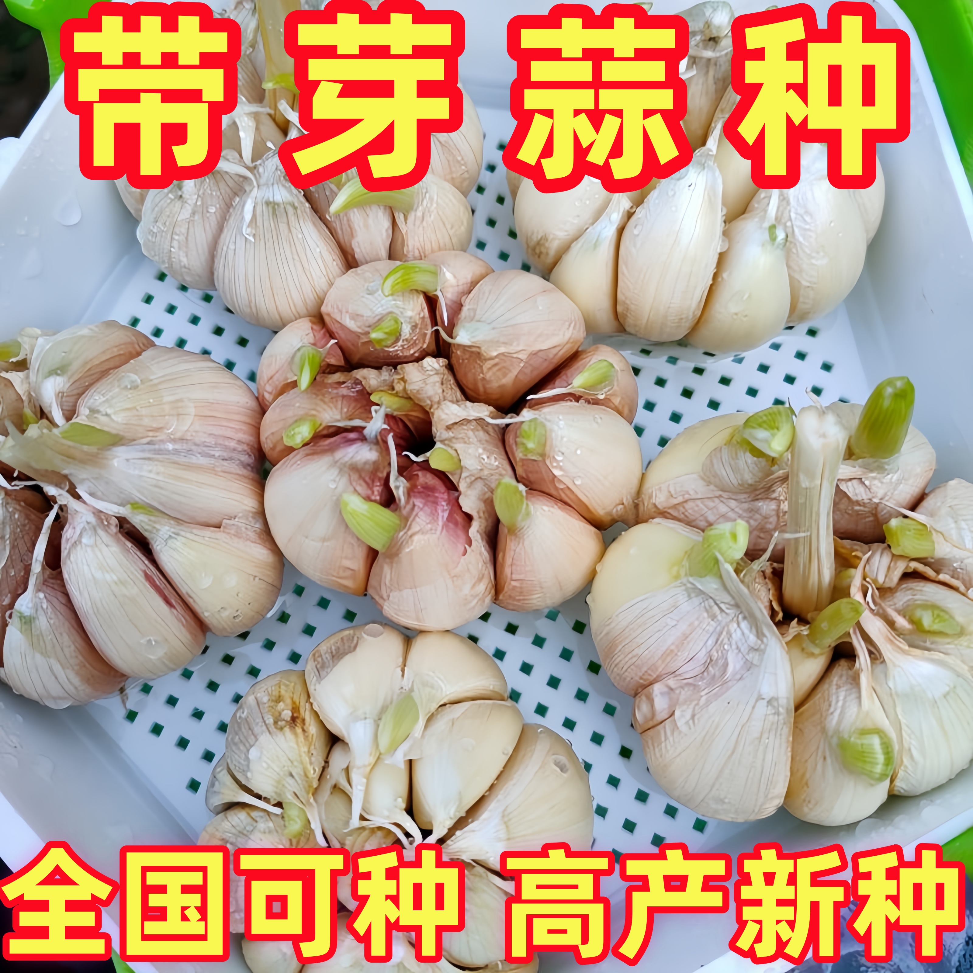 大蒜种子水培种植蒜苗蒜头种子紫皮白皮干蒜特大蒜子发芽专用蒜种