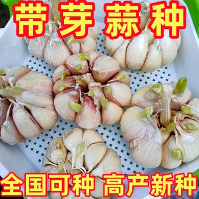 大蒜种子水培种植蒜苗蒜头种子紫皮白皮干蒜特大蒜子发芽专用蒜种