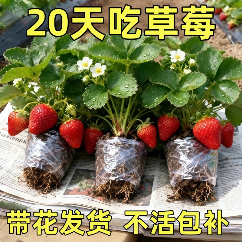 草莓苗阳台盆栽庭院南北方种植秧苗特大室内外四季结果