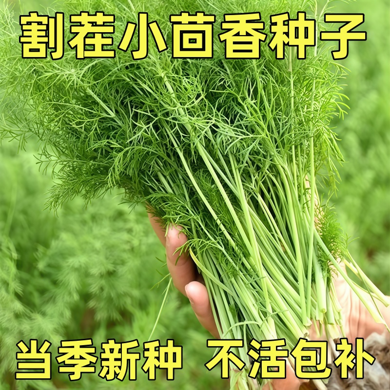 茴香种子割茬球茎四季种植多年生室内外蔬菜种籽高产阳台盆栽种苗