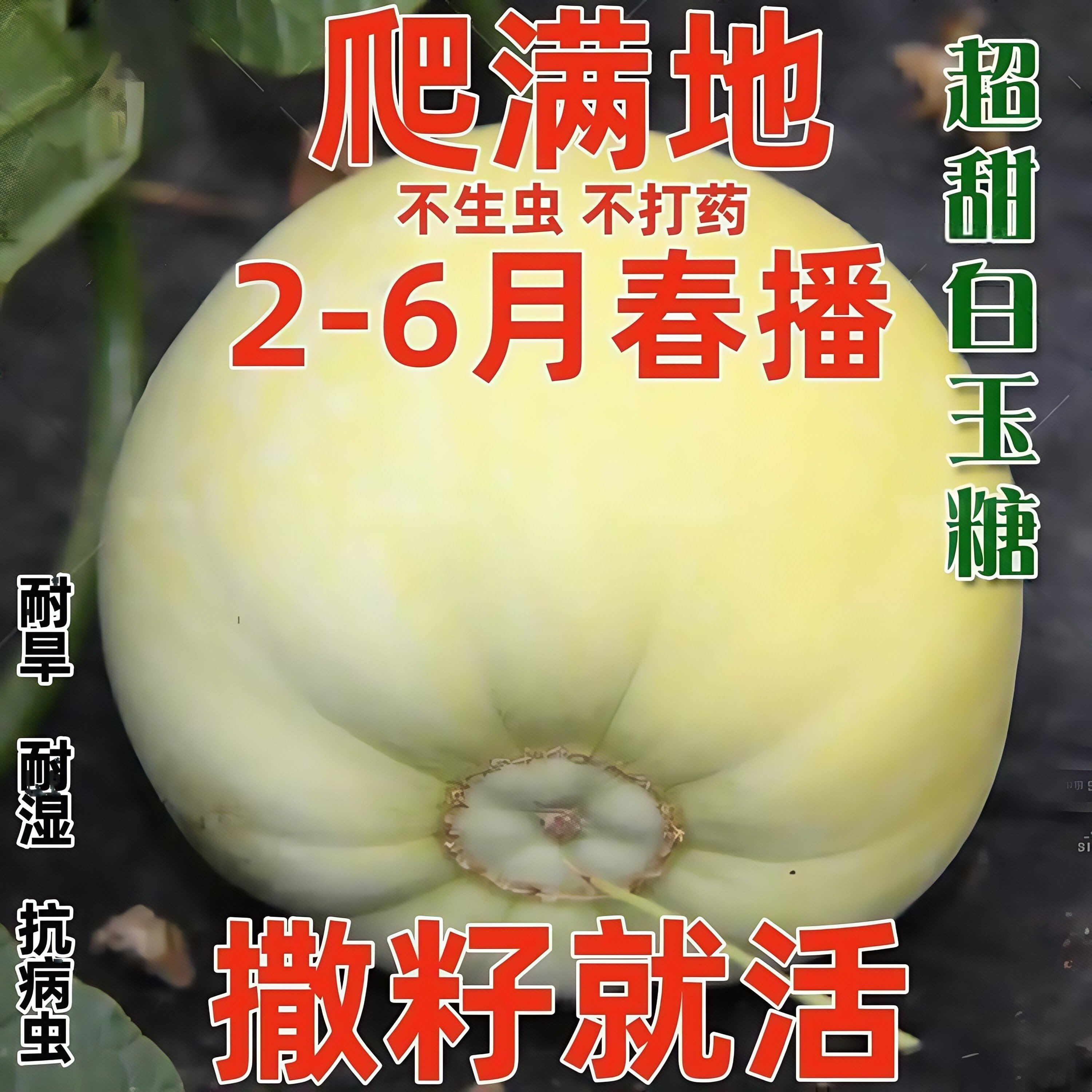日本甜宝甜瓜种子薄皮香瓜种籽甜瓜种种植瓜种瓜类种子大全小瓜