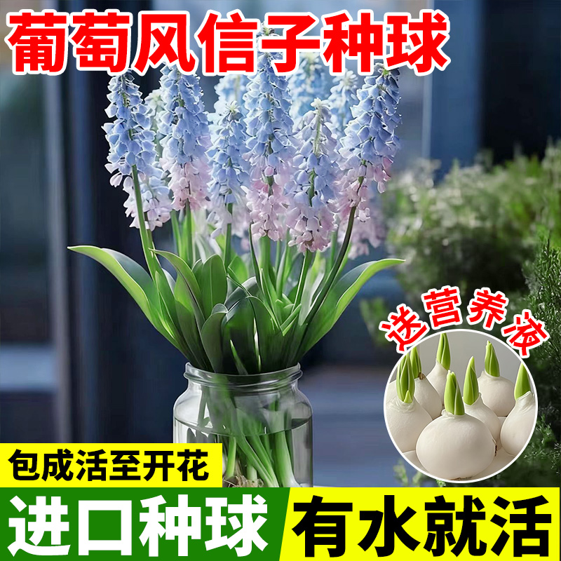 葡萄风信子水培植物室内阳台盆栽种球根郁金香百合水仙养花卉