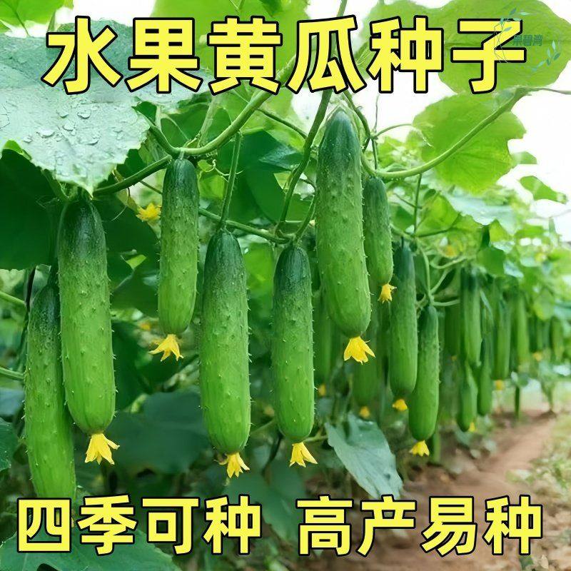 水果黄瓜种子摘不败节节有瓜阳台盆栽高产早熟四季播种小黄瓜种籽,鲜花速递/花卉仿真/绿植园艺,种苗/半成品盆栽,淘宝优惠券,粉丝福利购,淘宝优惠卷