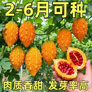金癞瓜种子癞葡萄种子红心苦瓜金铃子四季播庭院春季水果蔬菜种子