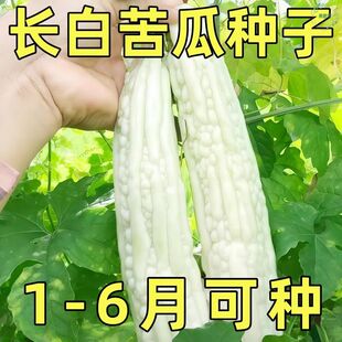 长白苦瓜种籽四季白苹果苦瓜种子大全早熟高产蔬菜种子春菜苗秧孑