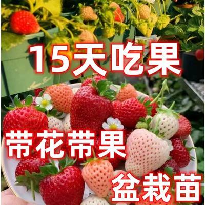 【带花果】奶油草莓苗四季种植阳