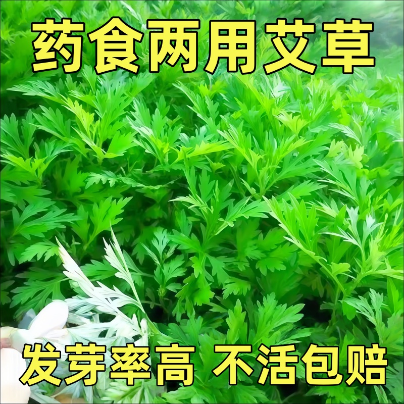 艾草种子药用野生大叶驱蚊虫种籽生长快速可药用食用阳台庭院种植