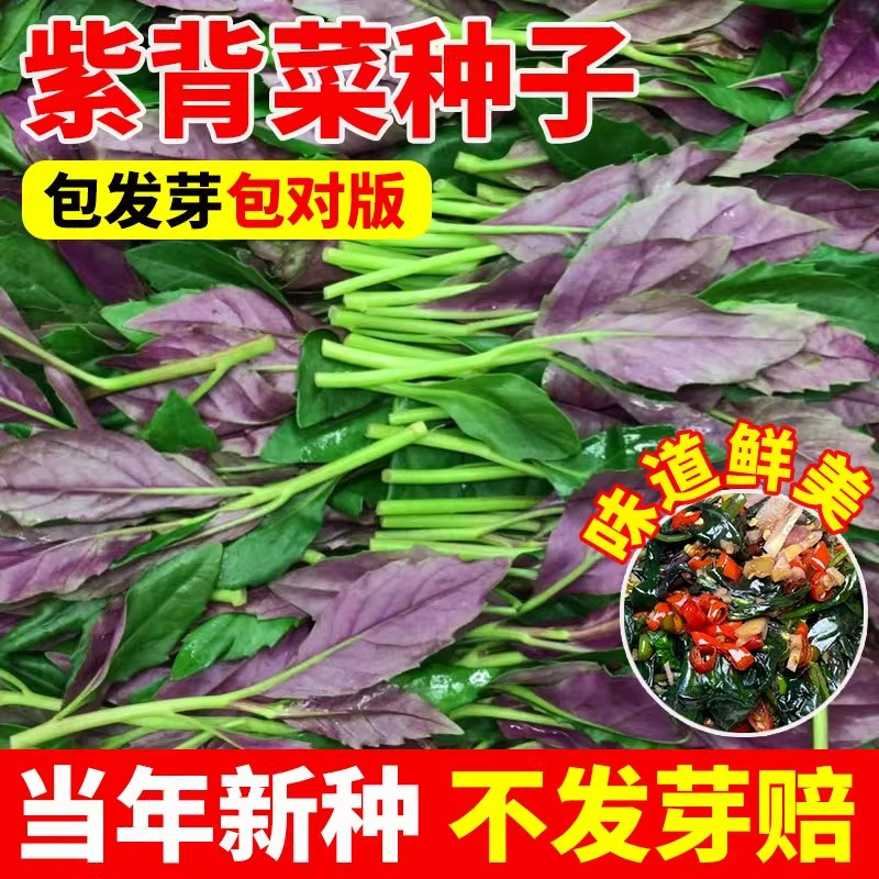 四川紫背菜血皮菜新鲜观音菜农家自种蔬菜现摘现发紫背天葵红背菜,鲜花速递/花卉仿真/绿植园艺,种苗/半成品盆栽,淘宝优惠券,粉丝福利购,淘宝优惠卷