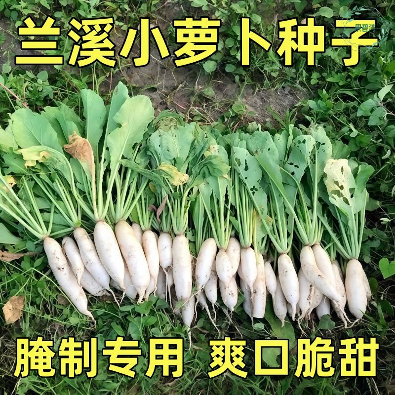 兰溪小萝卜种子秋播小白萝卜籽腌制庭院阳台盆栽拇指农家蔬菜种孑